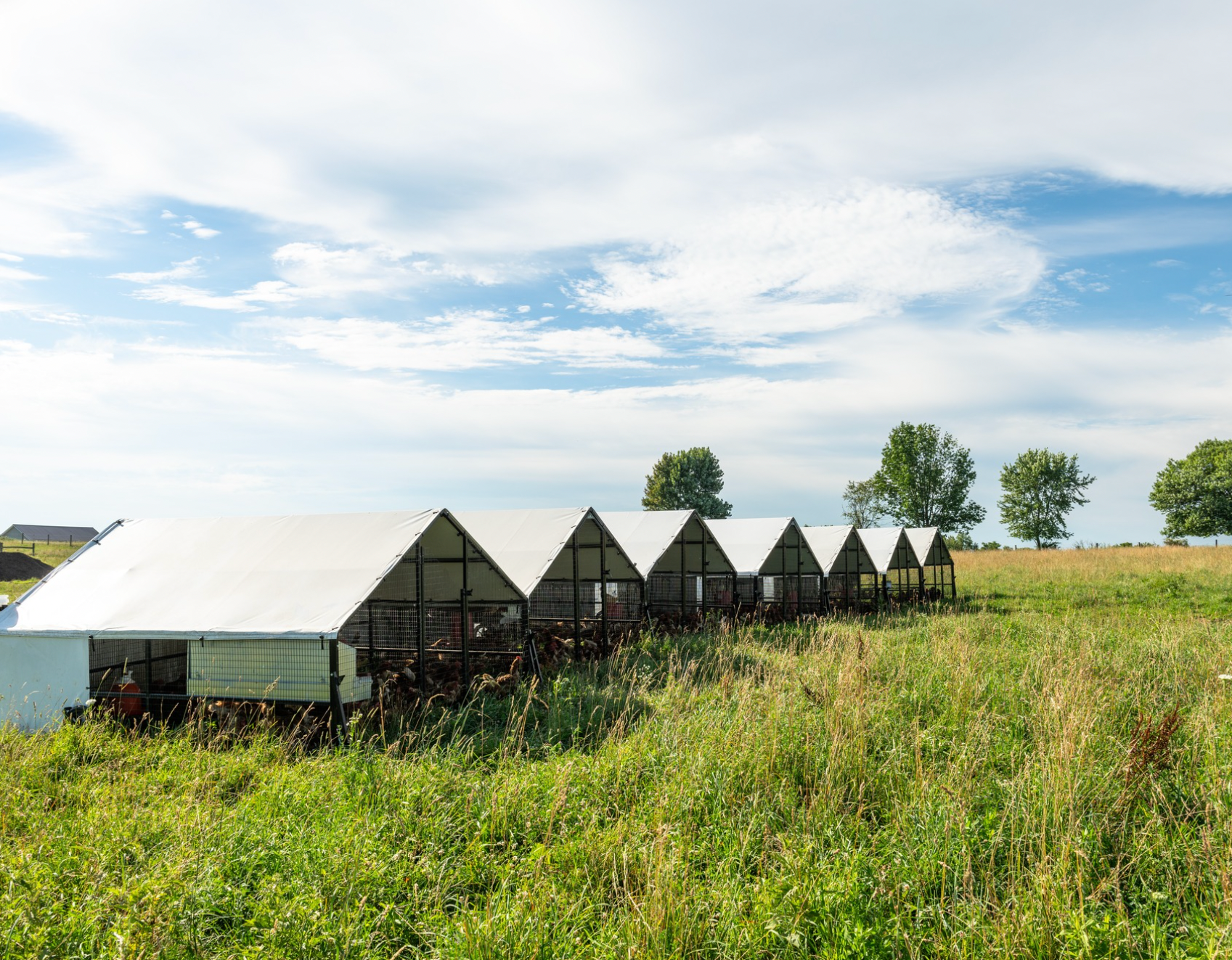 Coops – Moveable Coops