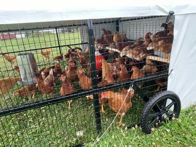 10 X 12 Heritage Porta Coop