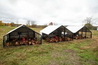 10 X 12 Heritage Porta Coop